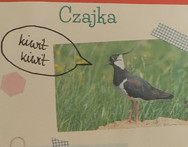 Album ptaki polski 28.jpg